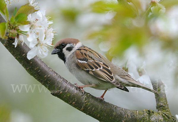 Feldsperling (Passer montanus)