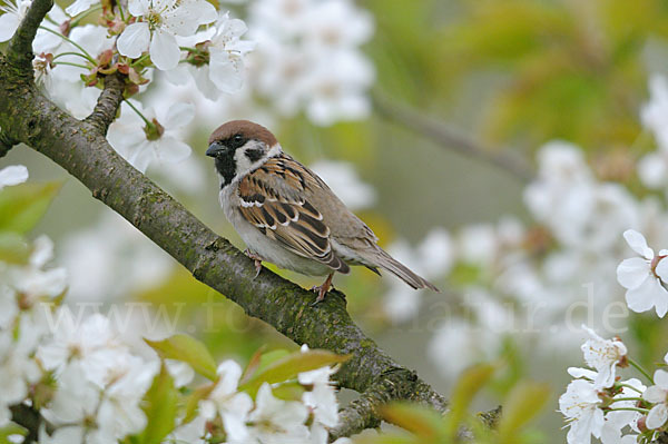 Feldsperling (Passer montanus)