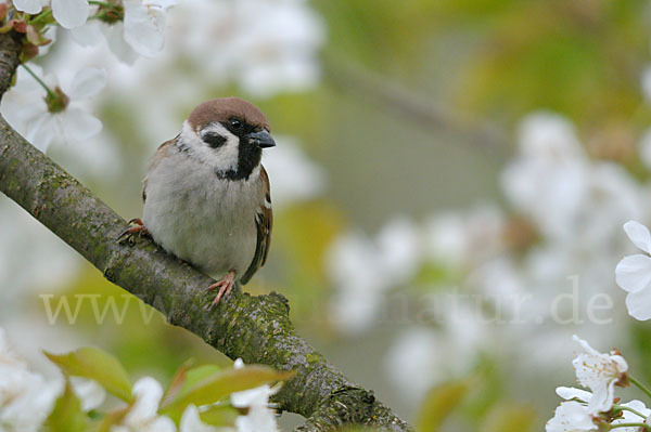 Feldsperling (Passer montanus)