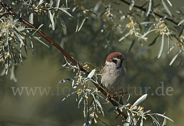 Feldsperling (Passer montanus)