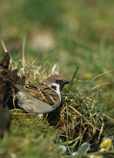 Feldsperling (Passer montanus)