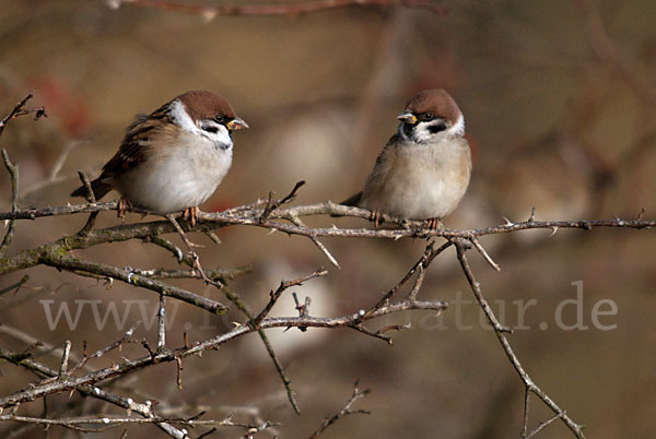 Feldsperling (Passer montanus)