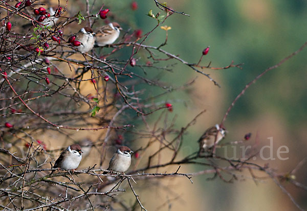 Feldsperling (Passer montanus)