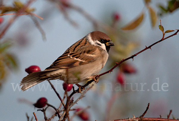 Feldsperling (Passer montanus)