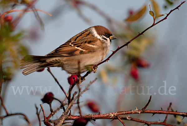 Feldsperling (Passer montanus)