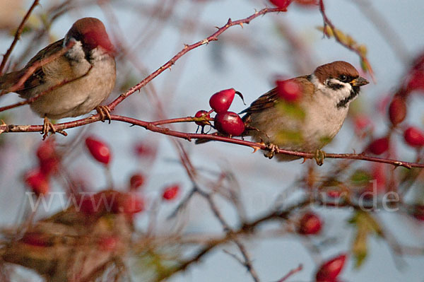 Feldsperling (Passer montanus)