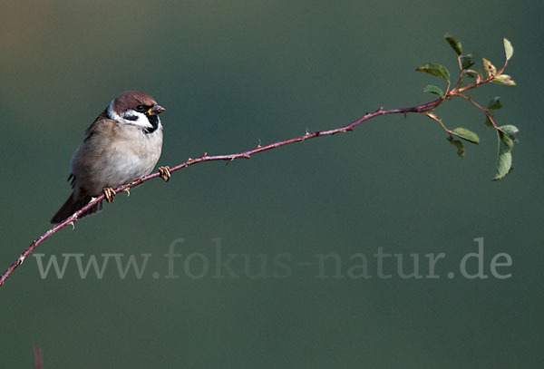 Feldsperling (Passer montanus)