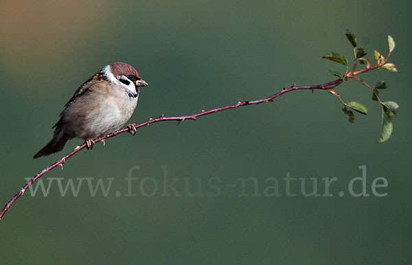 Feldsperling (Passer montanus)