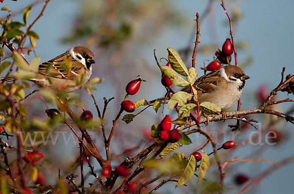 Feldsperling (Passer montanus)