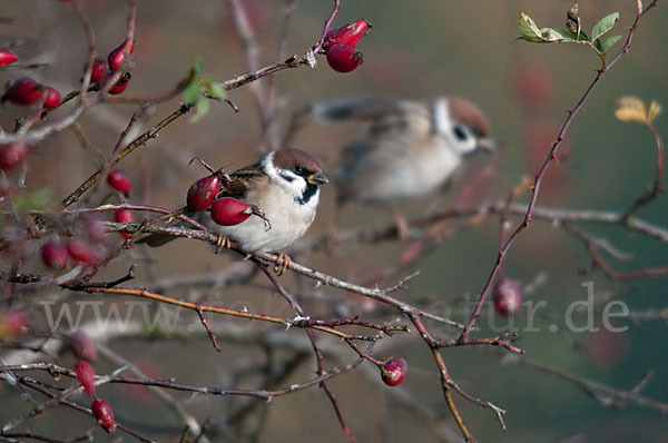 Feldsperling (Passer montanus)