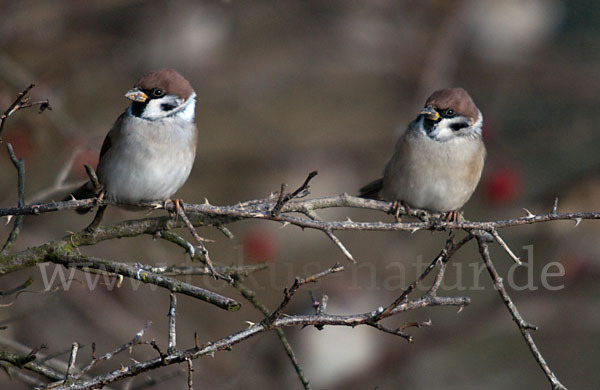 Feldsperling (Passer montanus)