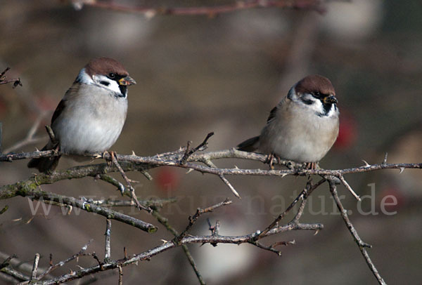 Feldsperling (Passer montanus)