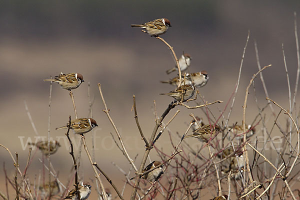 Feldsperling (Passer montanus)