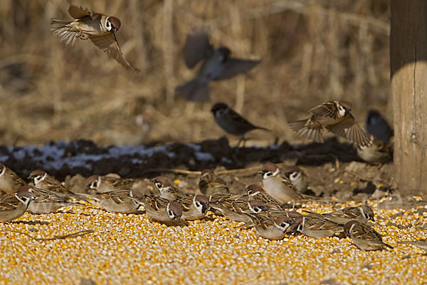 Feldsperling (Passer montanus)