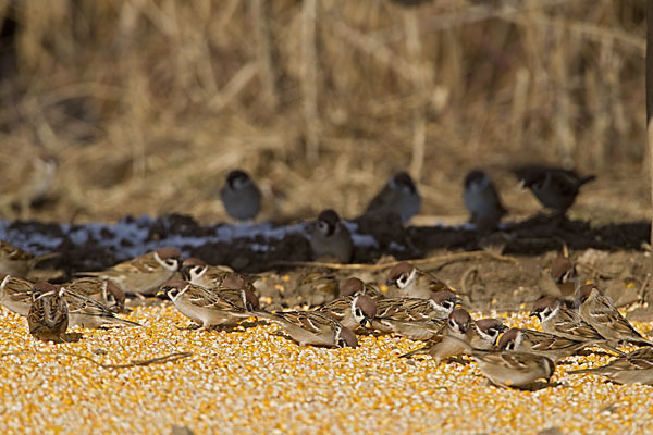 Feldsperling (Passer montanus)