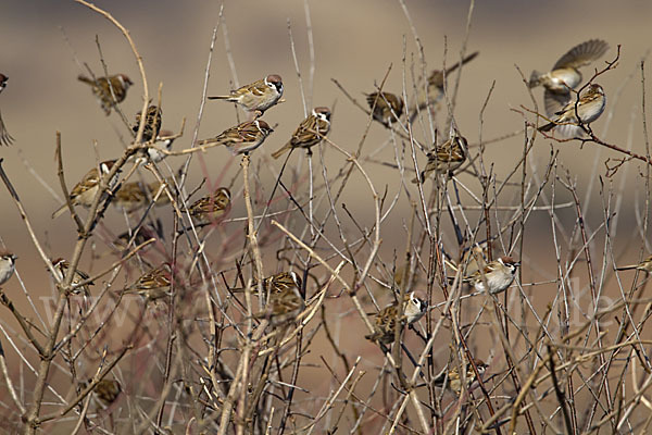 Feldsperling (Passer montanus)