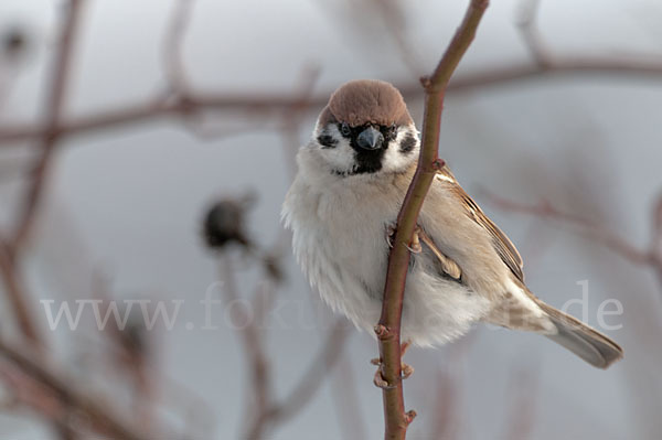 Feldsperling (Passer montanus)