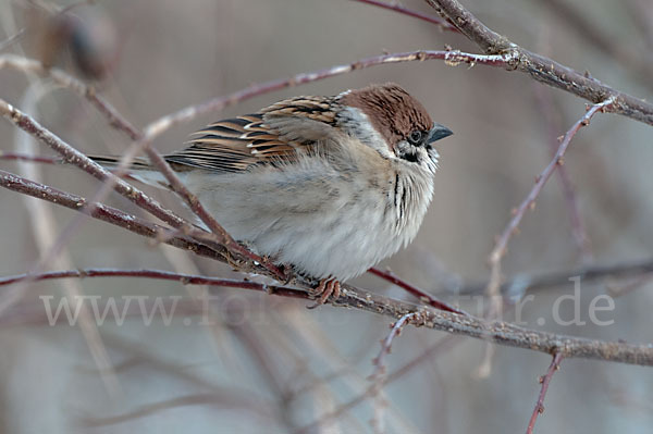 Feldsperling (Passer montanus)