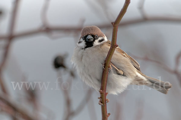 Feldsperling (Passer montanus)