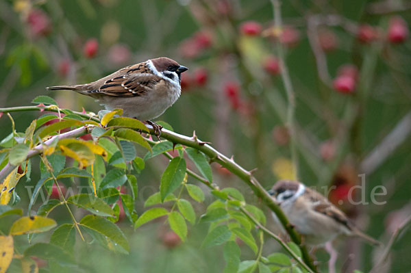 Feldsperling (Passer montanus)