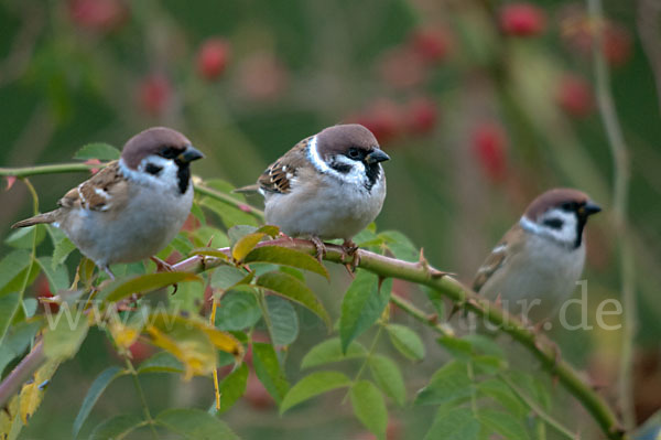 Feldsperling (Passer montanus)