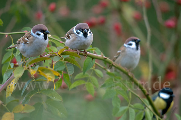 Feldsperling (Passer montanus)