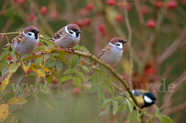 Feldsperling (Passer montanus)