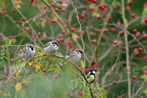 Feldsperling (Passer montanus)