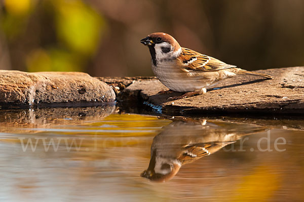 Feldsperling (Passer montanus)