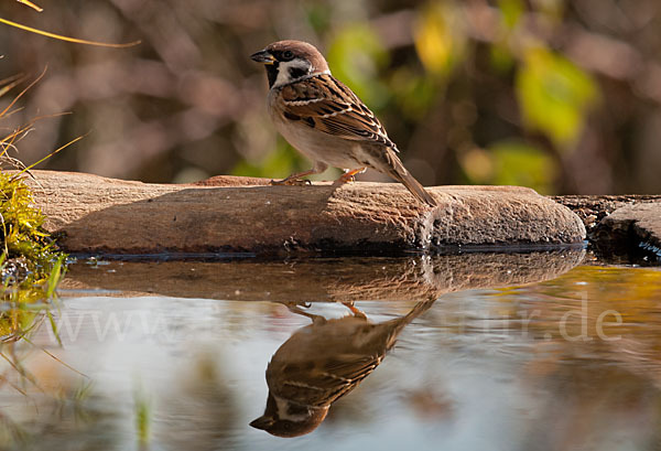 Feldsperling (Passer montanus)