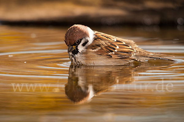 Feldsperling (Passer montanus)