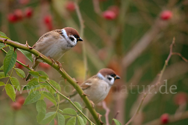 Feldsperling (Passer montanus)