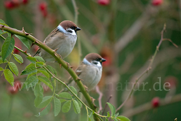 Feldsperling (Passer montanus)