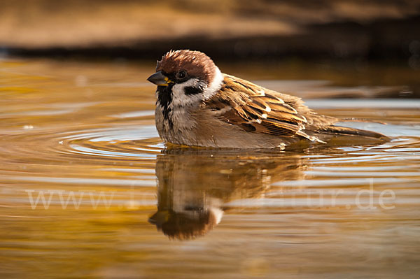 Feldsperling (Passer montanus)