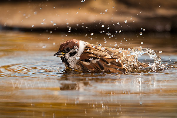 Feldsperling (Passer montanus)