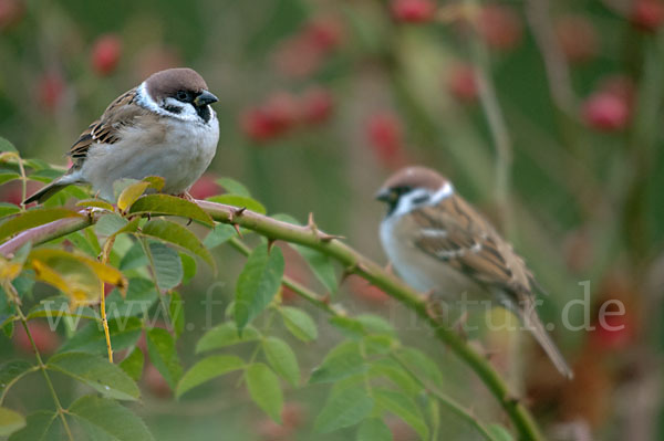 Feldsperling (Passer montanus)