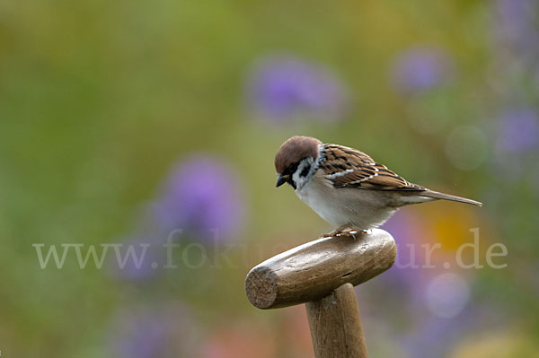 Feldsperling (Passer montanus)