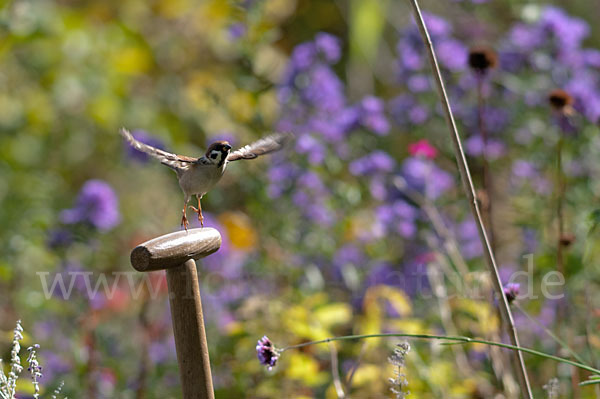 Feldsperling (Passer montanus)