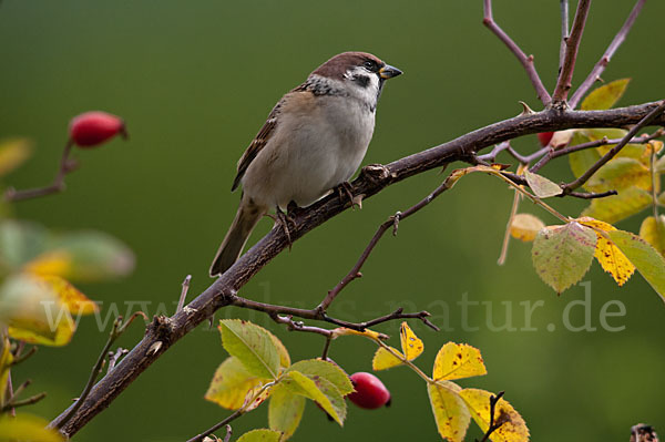 Feldsperling (Passer montanus)