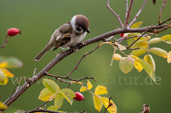 Feldsperling (Passer montanus)