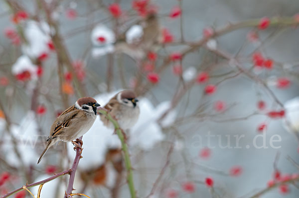 Feldsperling (Passer montanus)