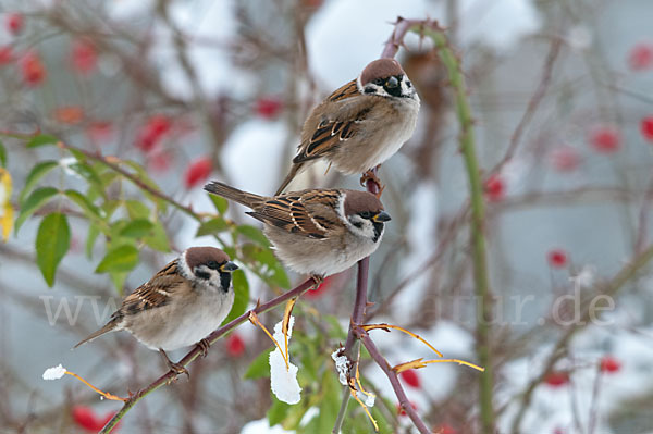 Feldsperling (Passer montanus)