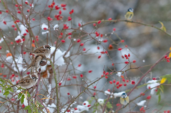 Feldsperling (Passer montanus)