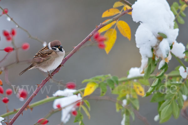 Feldsperling (Passer montanus)