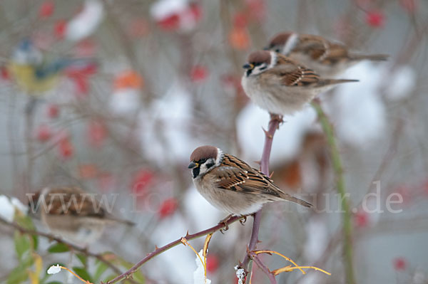 Feldsperling (Passer montanus)