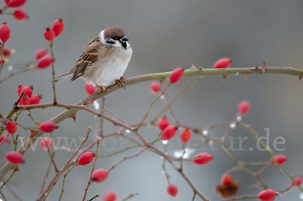 Feldsperling (Passer montanus)