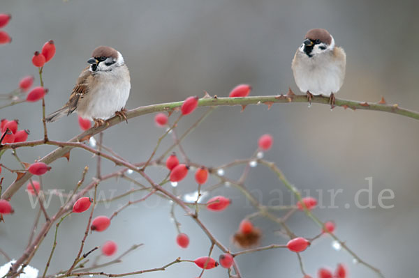 Feldsperling (Passer montanus)