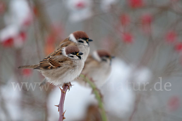 Feldsperling (Passer montanus)