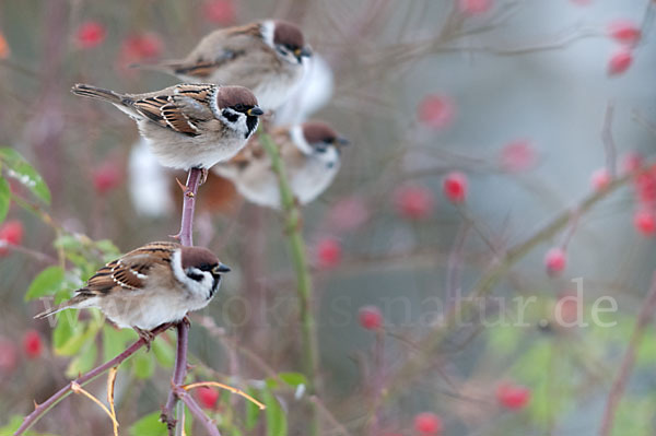 Feldsperling (Passer montanus)