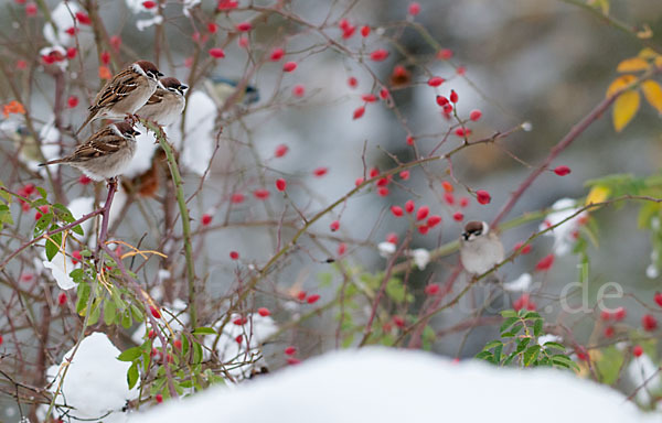 Feldsperling (Passer montanus)